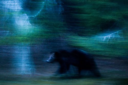 The ghost of the night