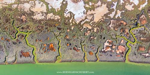Swamp Pattern
