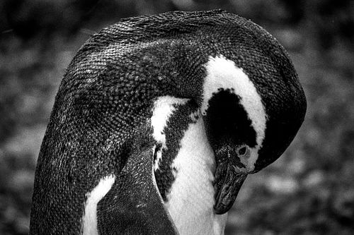 Pinguino di Magellano | Spheniscus magellanicus