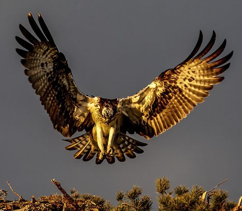 Osprey (Fiskeørn) soaring gracefully over a Norwegian lake, wings fully extended, captured by Trond Johansen