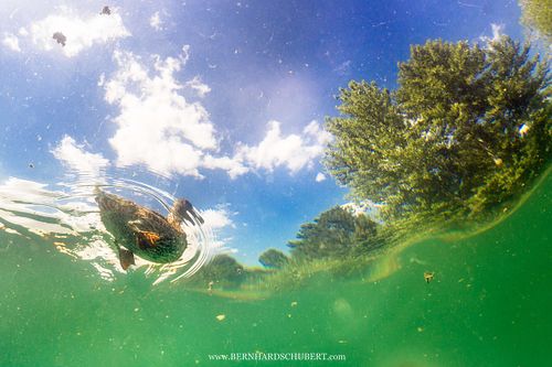 Anas platyrhynchos - Mallard