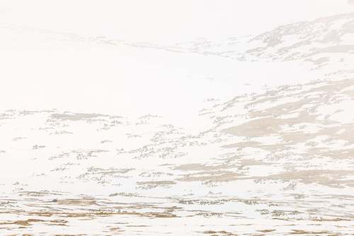 Alpine landscape with chamois