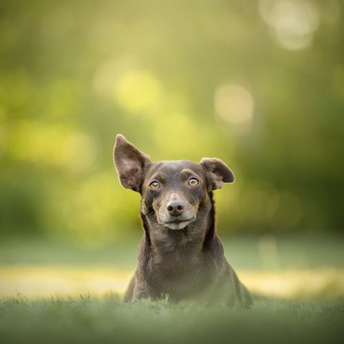 Hoe werkt een fotoshoot?