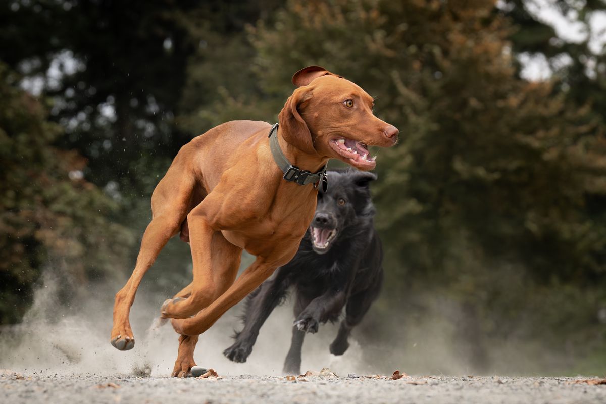 A Vizsla playing at the dog park