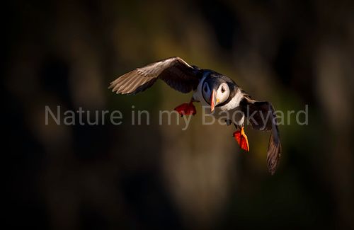 puffin flying through the sea cliffs