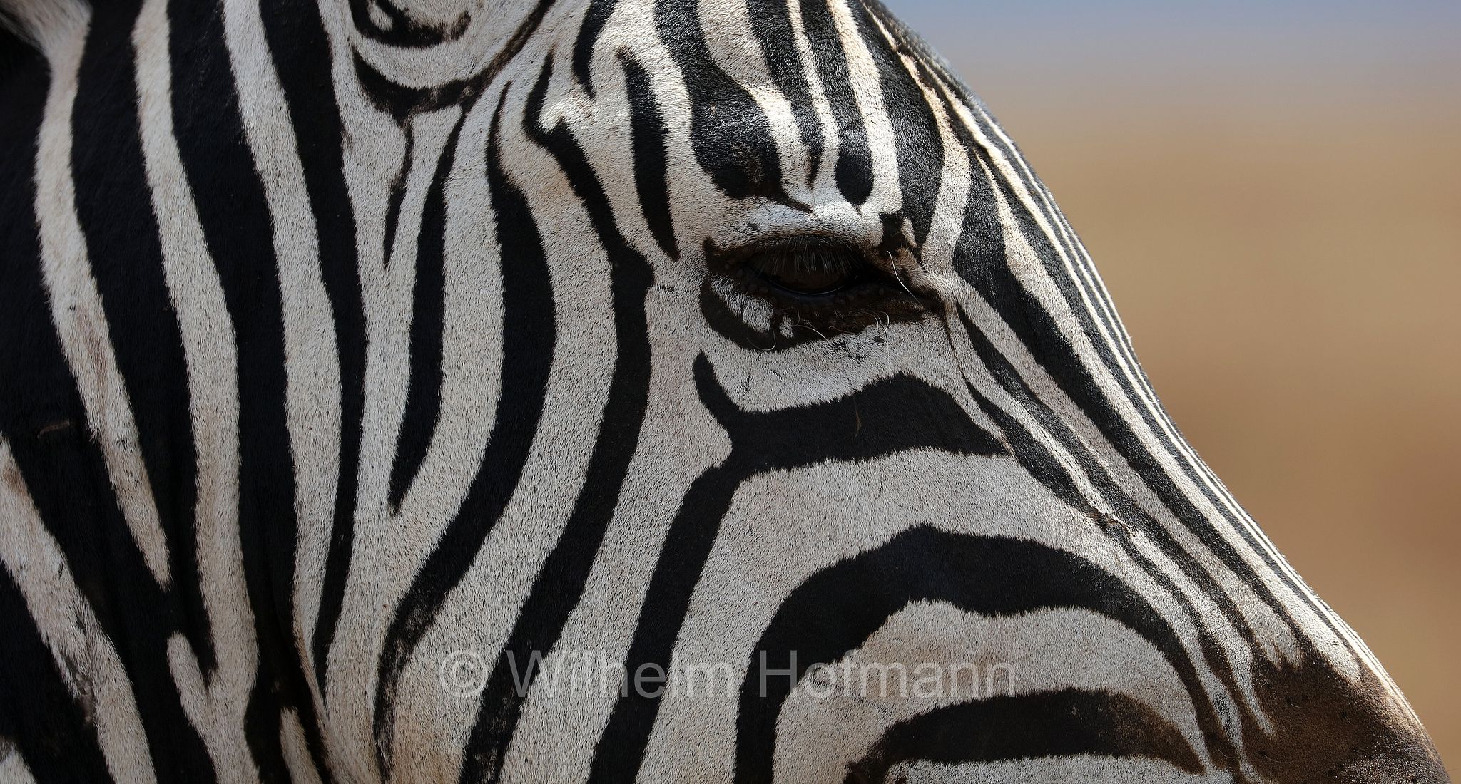 plains zebra, Steppenzebra, zebra di pianura, equus quagga, area di conservazione di Ngorongoro, Ngorongoro Conservation Area, Ngorongoro Krater, Tanzania, Tansania
