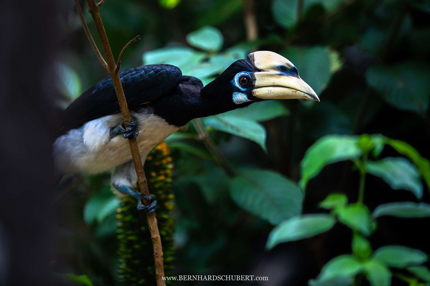 Anthracoceros albirostris - Orienthornvogel