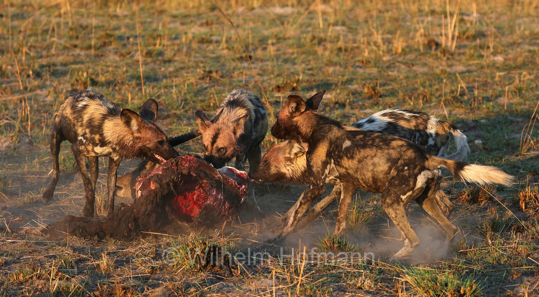 African wild dog, painted dog, Cape hunting dog, Afrikanischer Wildhund, licaone, cane selvatico africano, Lycaon pictus, Moremi Game Reserve, Moremi-Wildreservat, Okavango Delta, Okavango Grassland, Botswana, Republik Botsuana