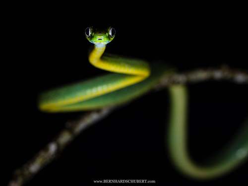 Boiga cyanea - Green cat snake