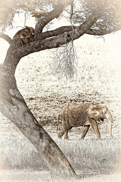Photo sepia d'une lionne et d'un éléphant en Tanzanie