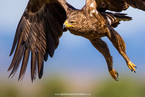 Clanga pomarina - Lesser spotted eagle