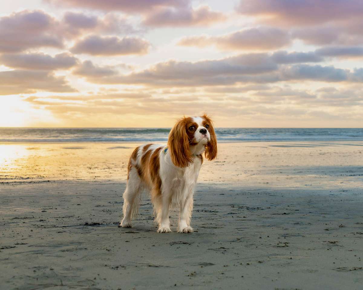 best-dog-photographer