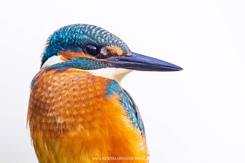 Alcedo atthis – Eisvogel