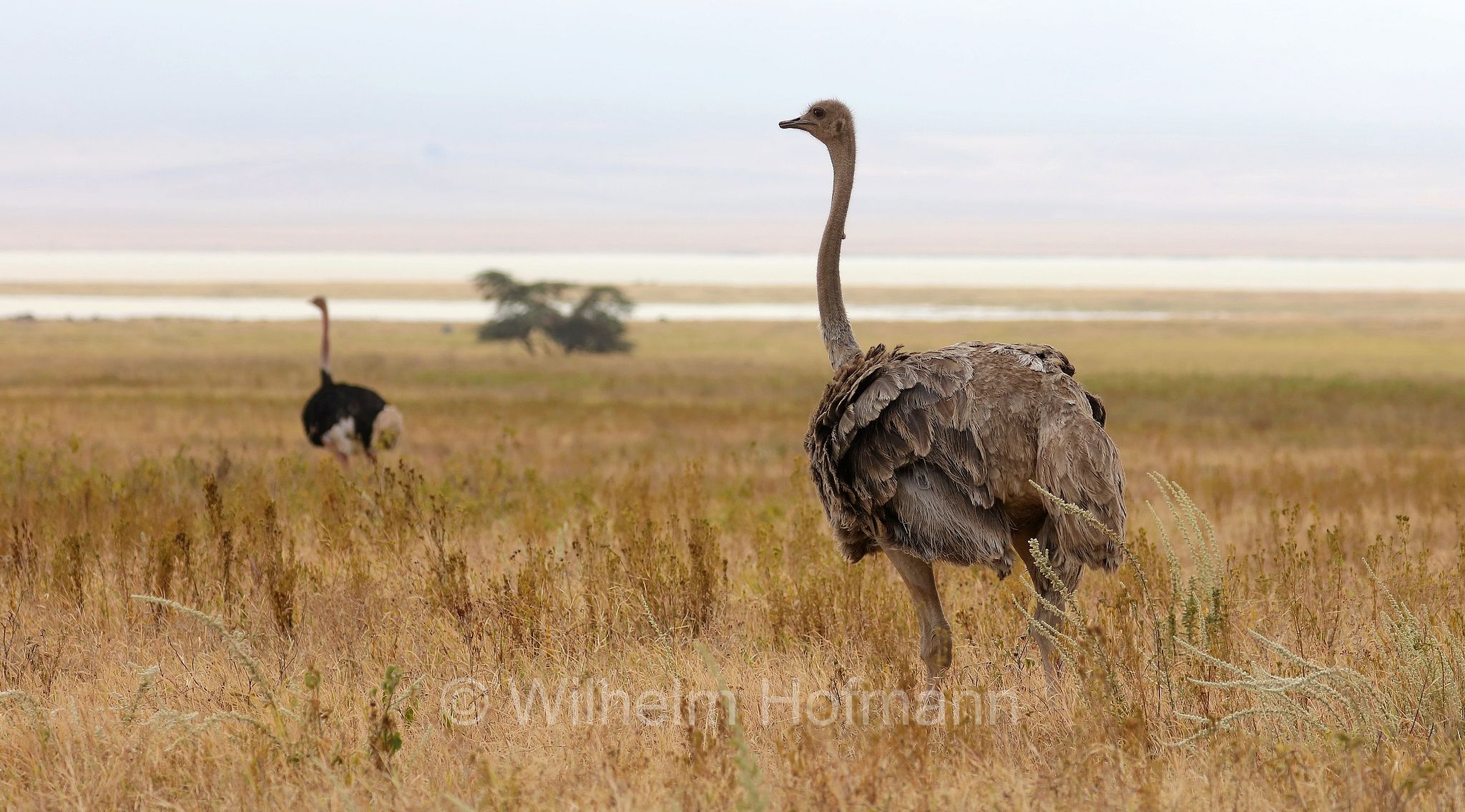 Masai ostrich, East African ostrich, Massai-Strauß, struzzo masai, Struthio camelus massaicus, area di conservazione di Ngorongoro, Ngorongoro Conservation Area, Ngorongoro Krater, Tanzania, Tansania