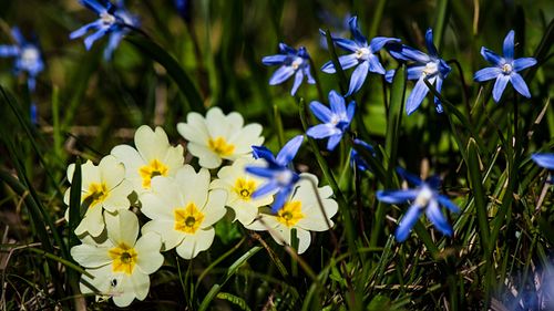 Primel mit Blaustern