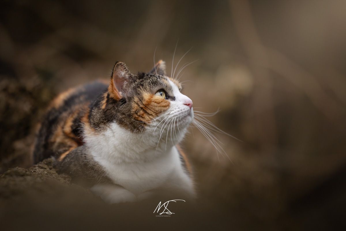 Lapjeskat die schuin omhoog kijkt naar het licht