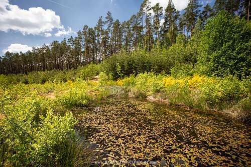 Aldrovanda vesiculosa - Waterwheel plant Habitat