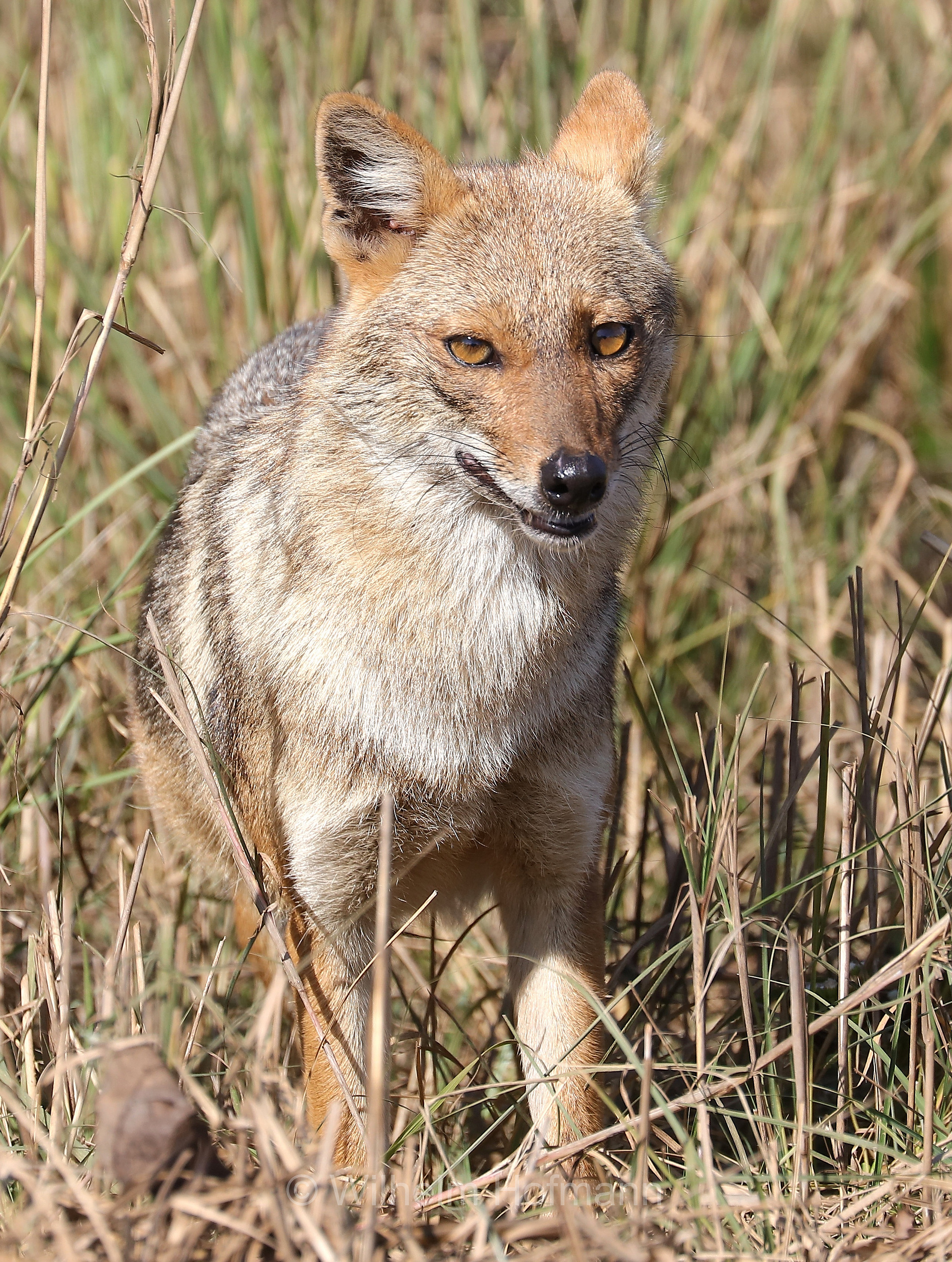 golden jackal, common jackal, Goldschakal, sciacallo, sciacallo dorato, Canis aureus, Kanha National Park, Kanha-Nationalpark, parco nazionale di Kanha, Madhya Pradesh, India, Indien