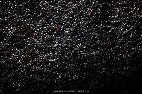 Aerodromus sp. - Dunkle Salanganen, essbare Vogelnester