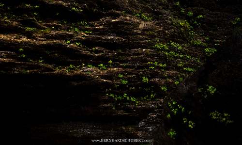 Vegetation on rock