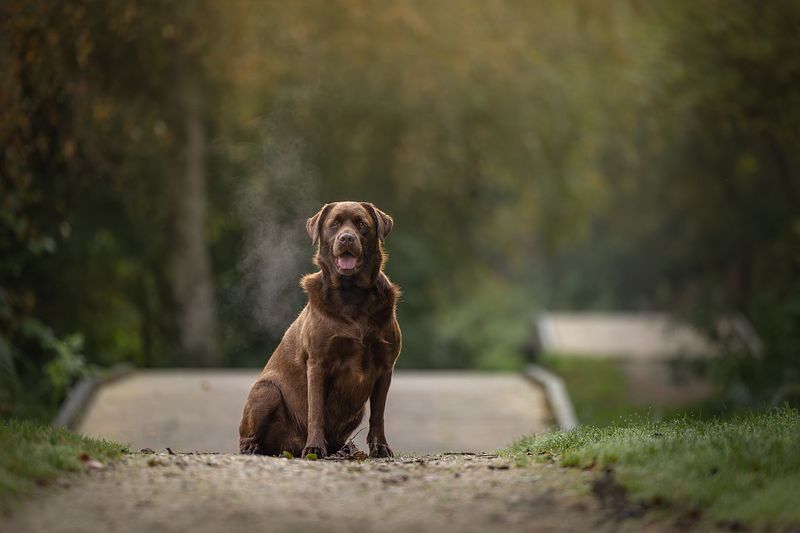 Labrador, labradoodle