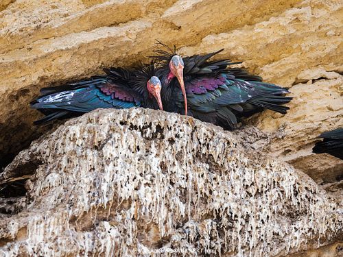 Geronticus eremita - Northern bald ibis