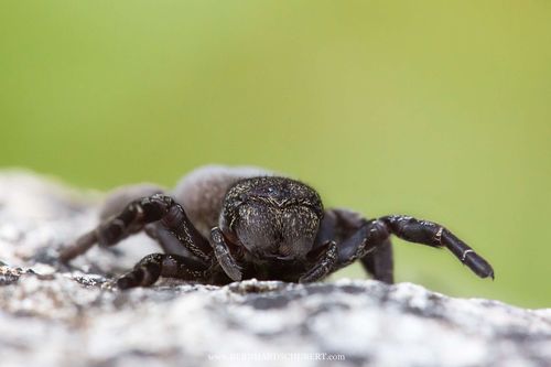 Eresus kollari - Weibchen der Roten Röhrenspinne