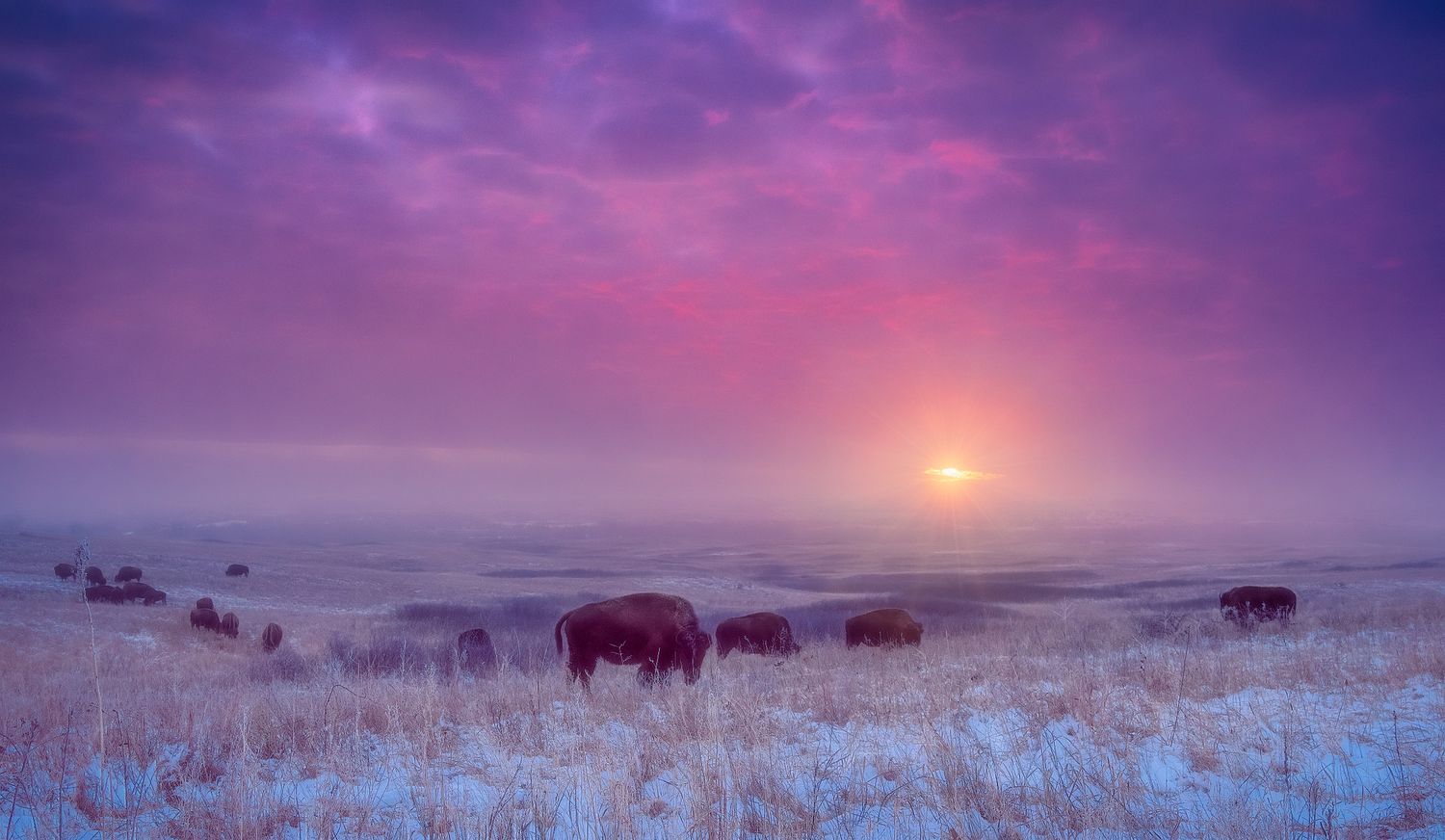 Winter Blushes