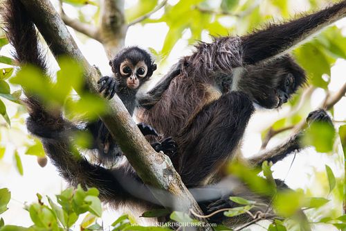 Ateles geoffroyi - Geoffroy's spider monkey
