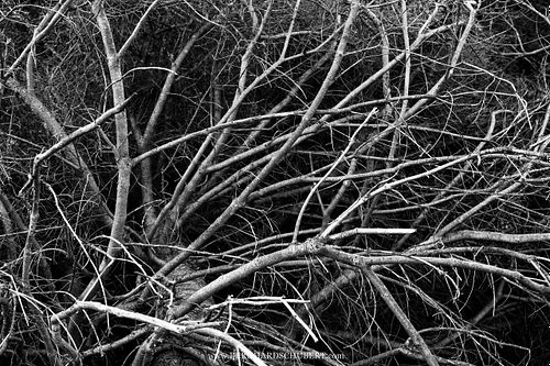 Pinus mugo mugo – Zwerg-Bergkiefer