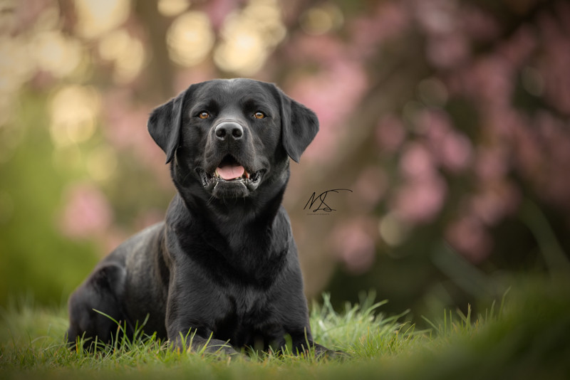 Zwarte labrador liggend voor een boom met roze bloesem