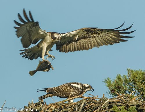 A majestic Osprey (Fiskeørn) Osprey Male Deliver Its Catch in The nest To The Children. Norway. Captured by wildlife photographer Trond Johansen.