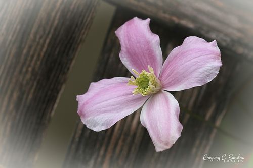 Blossoms on the Vine II