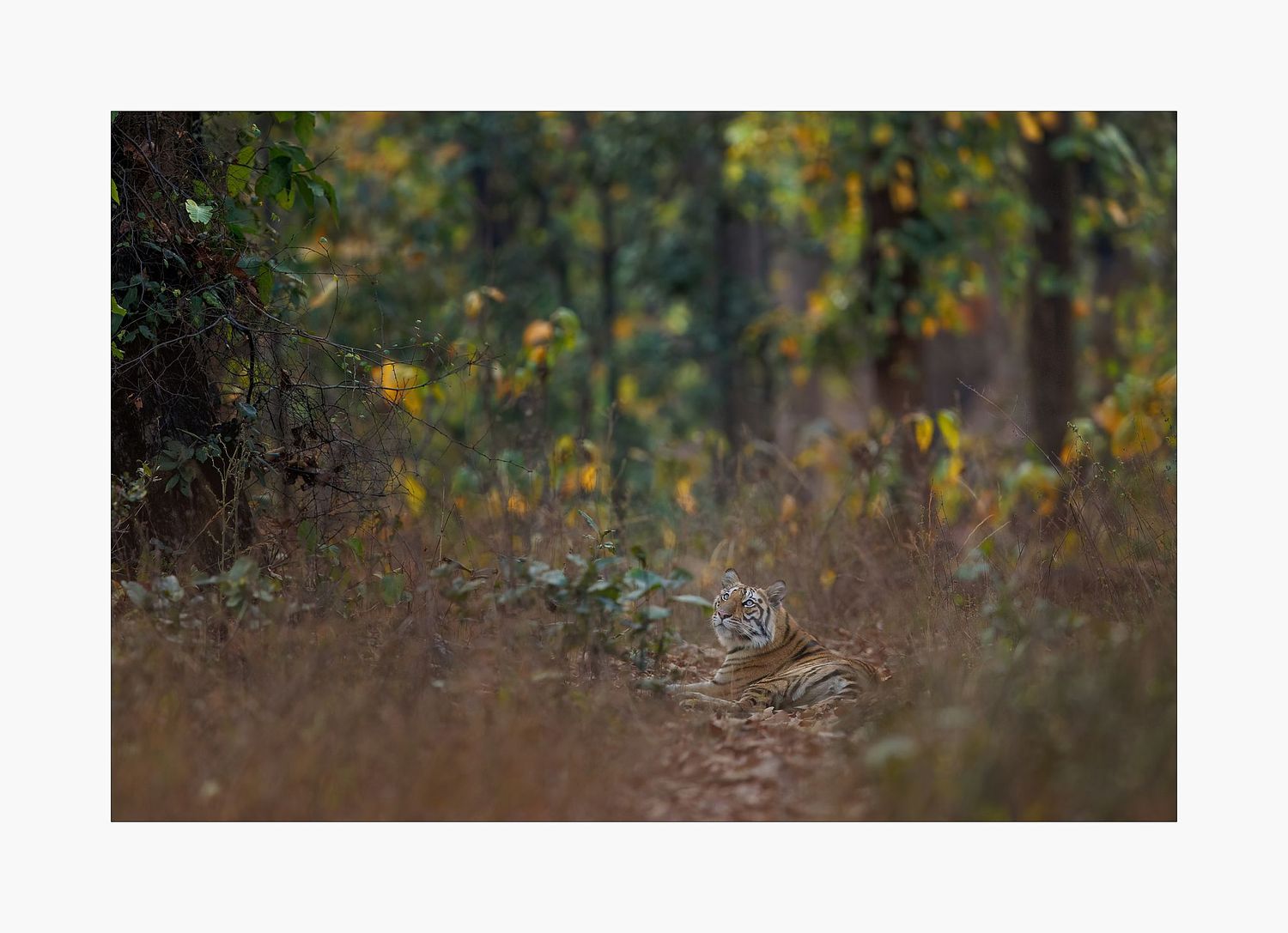 Andr&eacute; J Fanthome