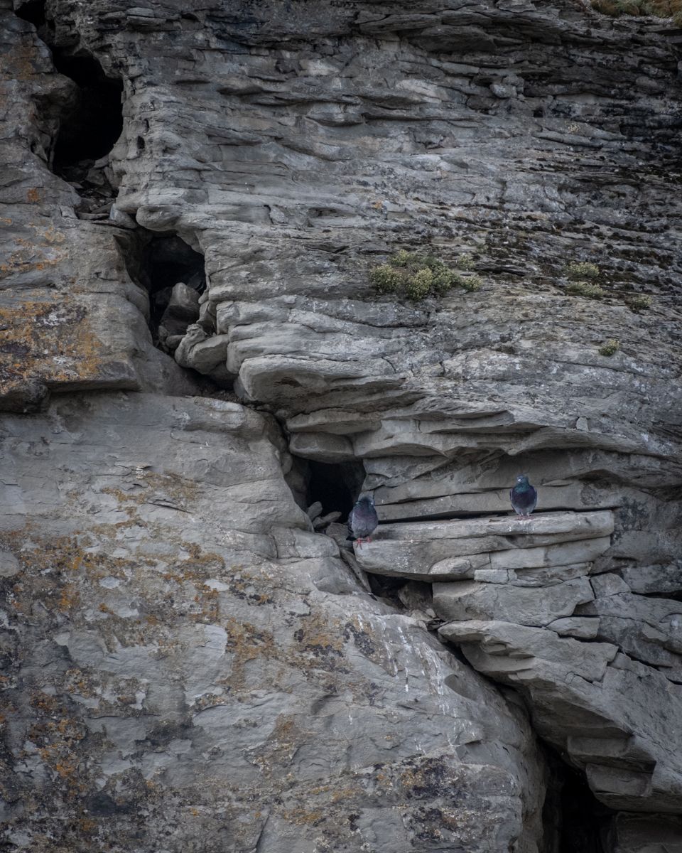 A pigeon resting alongside a crack in a rock face at Lundbreck Falls