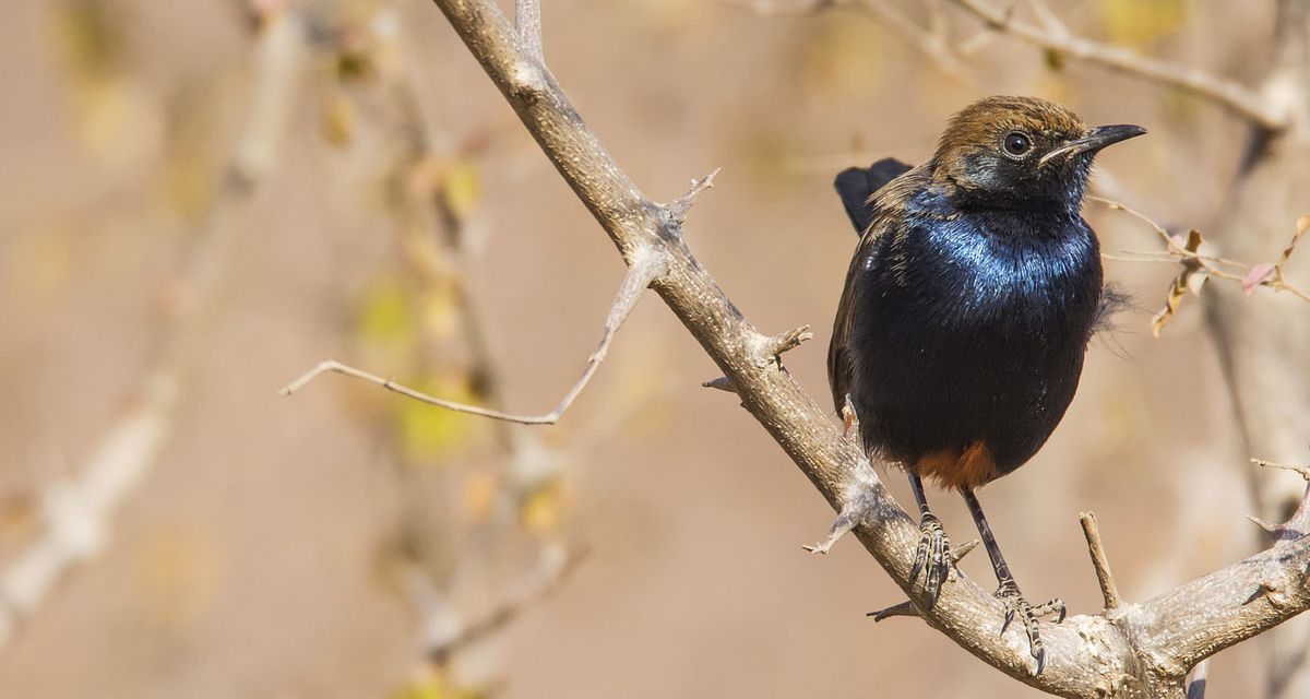 Bird, bird photography, forest jungle, macro,