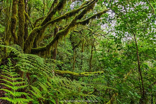 Garajonay forest impression
