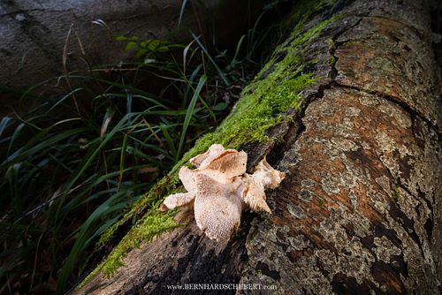 Hericium cirrhatum - Tiered tooth fungus