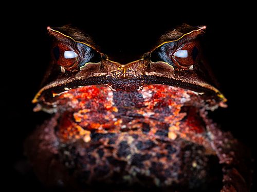 Pelobatrachus nasutus Syn. Megophrys nasuta - Zipfelkrötenfrosch