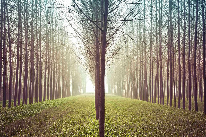 Unveiling the Versatility of the Nikon 18-105mm Lens