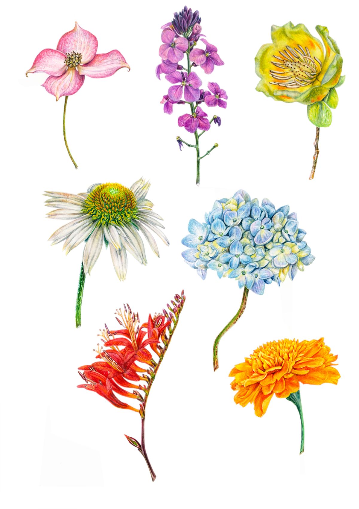 Botanical illustration of Flower Heads