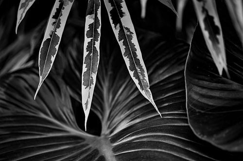 Tropenpflanze auf dem Oeschberg