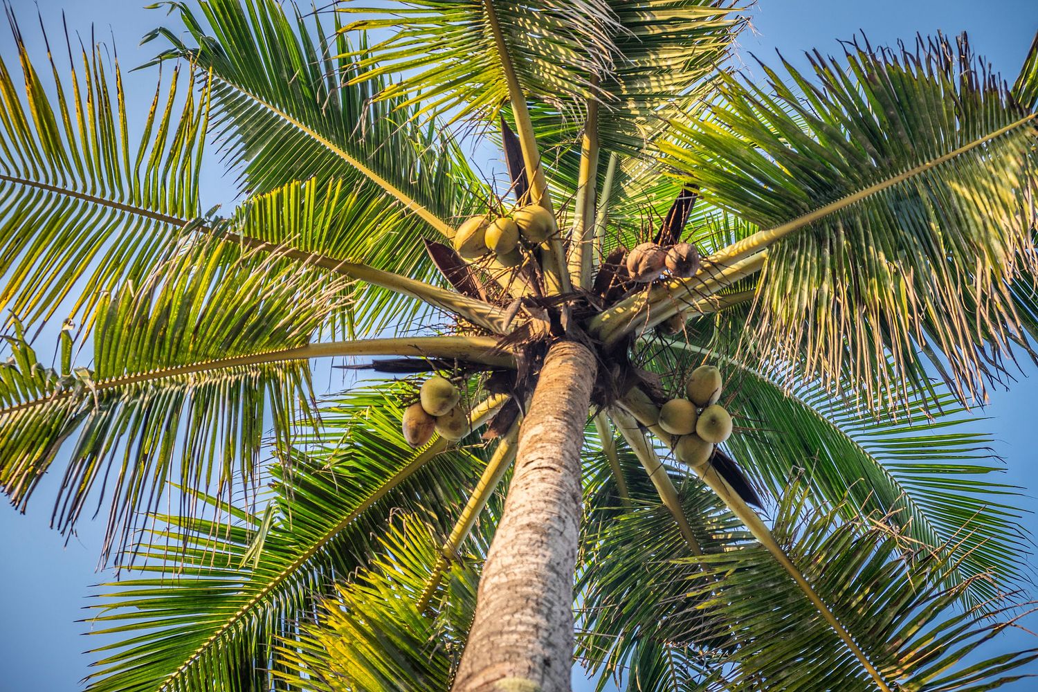 photographs of trees of trees and nature | Rohit Kojo Photography