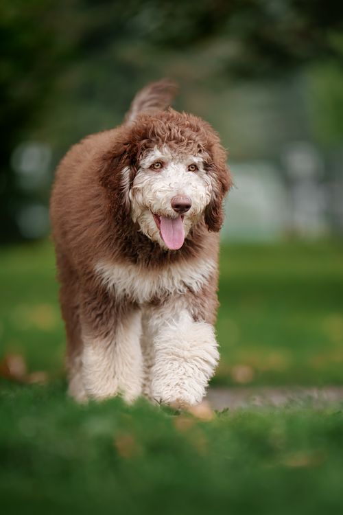Dog walking through the park.
