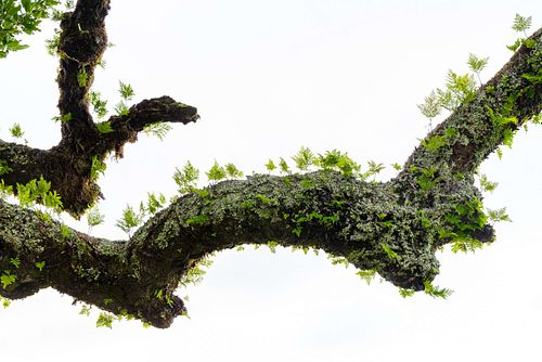 Davallia canariensis – Hasenpfotenfarn auf einem Lorbeerbaum