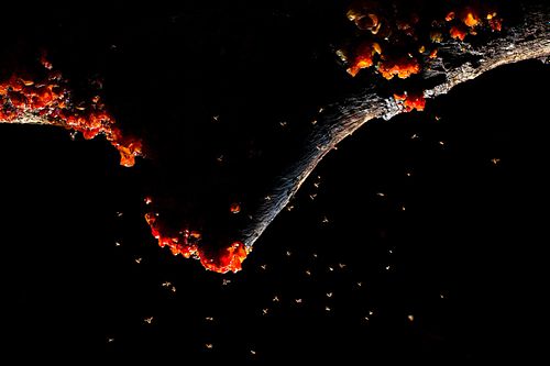 Jelly fungus with fruit flies