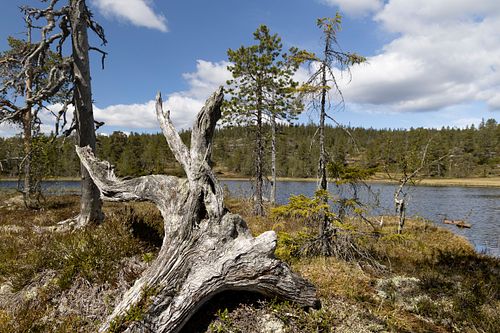 Naturwaldreservat Trillemarka