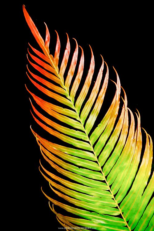 Blechnum orientale - Hard fern