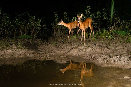 Capreolus capreolus – Reh
