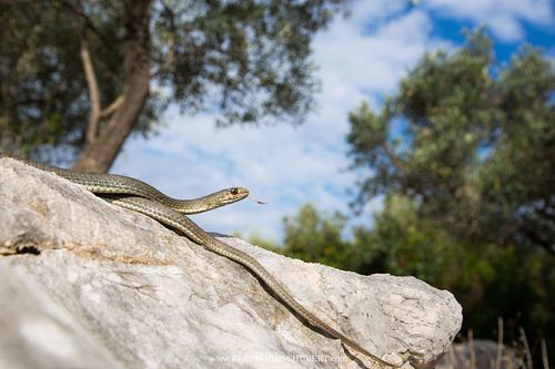 Malpolon insignitus – Östliche Eidechsennatter